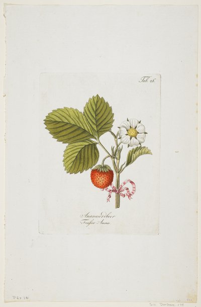 Ananaserobeer z "Pomona Austriaca, ou Arbres Fruitiers D